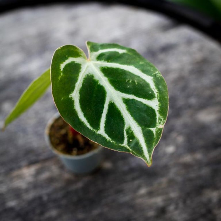 Anthurium clarinervium 6 cm - Nervkalla