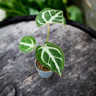 Anthurium clarinervium 6 cm - Nervkalla