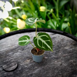 Anthurium clarinervium 6 cm - Nervkalla