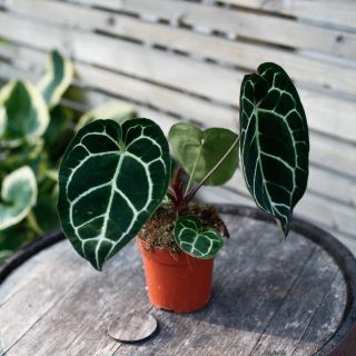 Anthurium crystallinum 12 cm RÄDDA MIG