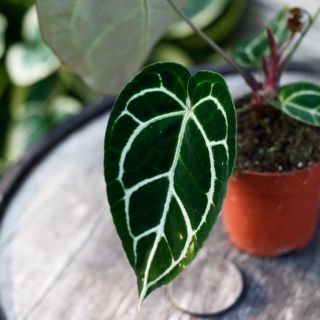 Anthurium crystallinum 12 cm RÄDDA MIG