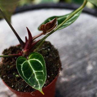 Anthurium crystallinum 12 cm RÄDDA MIG