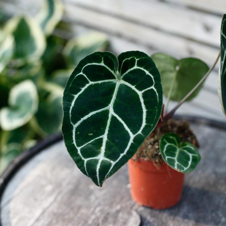 Anthurium crystallinum 12 cm RÄDDA MIG