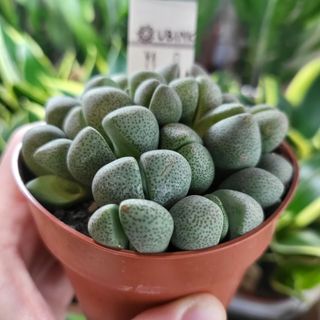 Lithops ssp. 8,5 cm