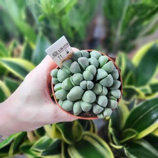 Lithops ssp. 8,5 cm