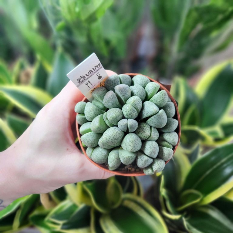 Lithops ssp. 8,5 cm