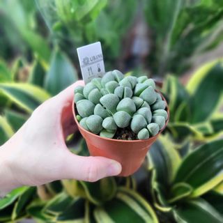 Lithops ssp. 8,5 cm