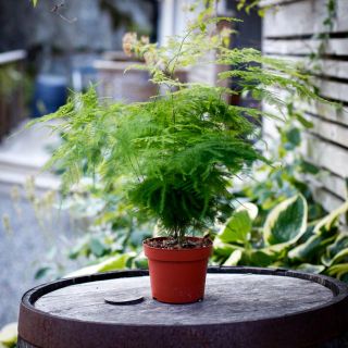 Asparagus setaceus - Fjäderparris 12 cm