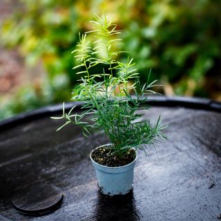 Asparagus 'Sprengeri' - Hängsparris