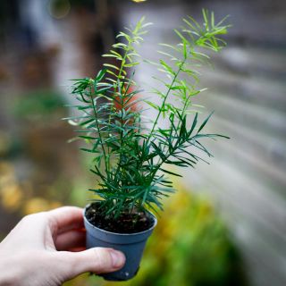 Asparagus 'Sprengeri' - Hängsparris