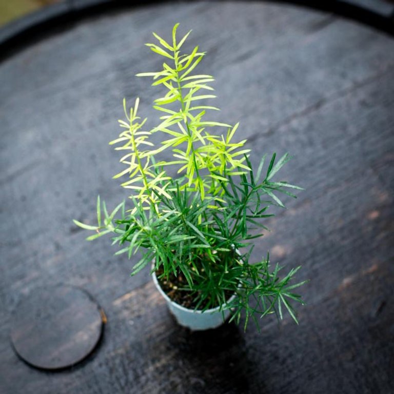 Asparagus 'Sprengeri' - Hängsparris 6 cm