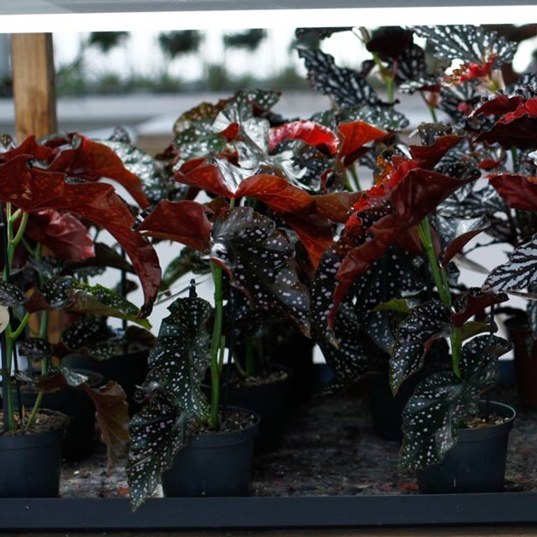 Begonia 'Cracklin Rosie' 12 cm