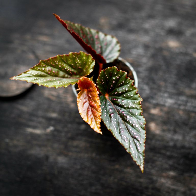 Begonia 'Pink Spot' 6 cm
