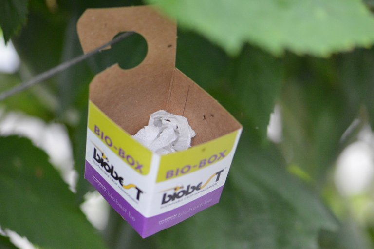 Bioboxar 5 st – Smidig utsättning av nyttodjur