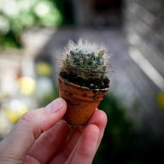 Cactus Mix i lerkruka 3,5 cm