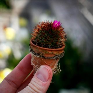 Cactus Mix i lerkruka 3,5 cm