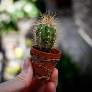 Cactus Mix i lerkruka 3,5 cm