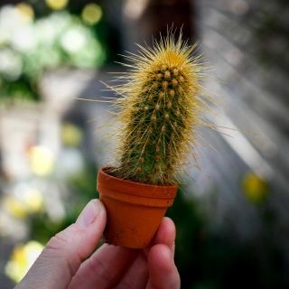 Cactus Mix i lerkruka 3,5 cm