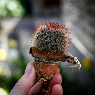 Cactus Mix i lerkruka 3,5 cm