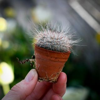 Cactus Mix i lerkruka 3,5 cm