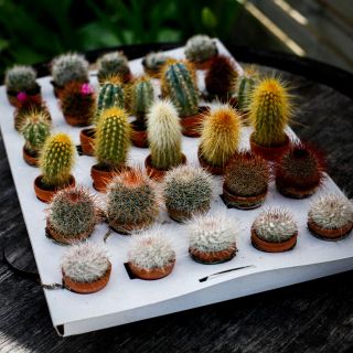 Cactus Mix i lerkruka 3,5 cm