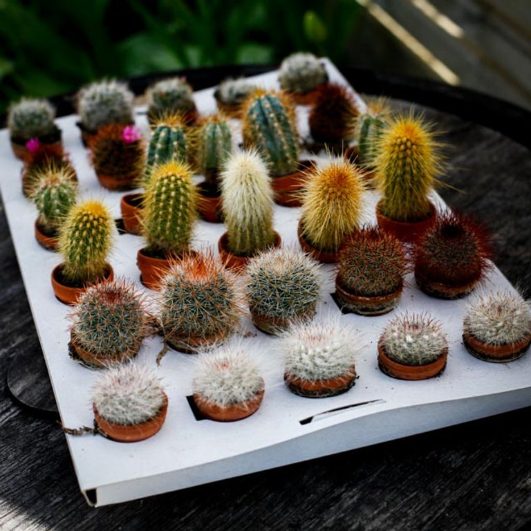Cactus Mix i lerkruka 3,5 cm