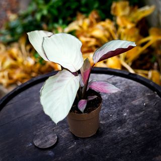 Calathea 'Silver Plate' 11 cm