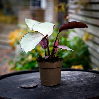 Calathea 'Silver Plate' 11 cm