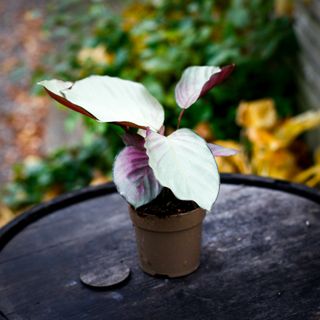 Calathea 'Silver Plate' 11 cm