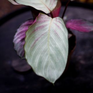 Calathea 'Silver Plate' 11 cm