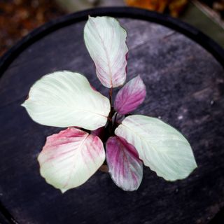 Calathea 'Silver Plate' 11 cm