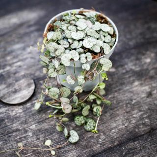 Ceropegia woodii 12 cm - Hjärtan på tråd