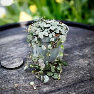 Ceropegia woodii 12 cm - Hjärtan på tråd