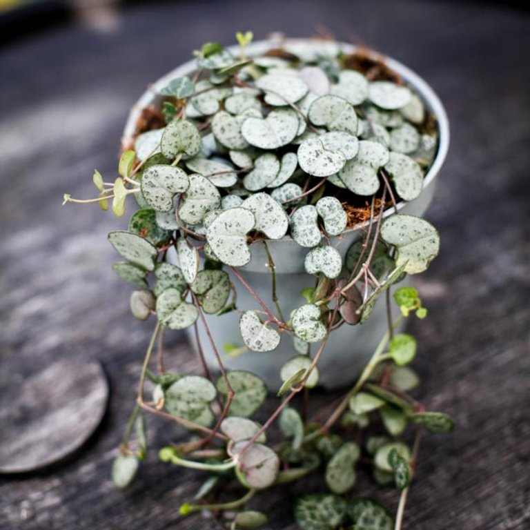Ceropegia woodii 12 cm - Hjärtan på tråd