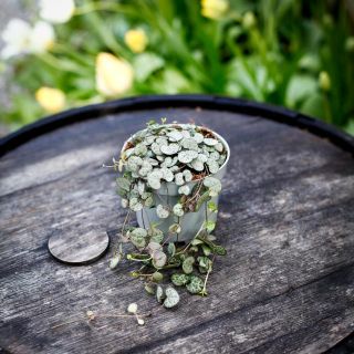 Ceropegia woodii 12 cm - Hjärtan på tråd