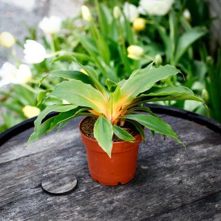 Chlorophytum 'Fire Flash' 12 cm