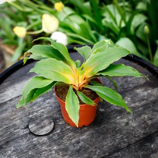 Chlorophytum 'Fire Flash' 12 cm