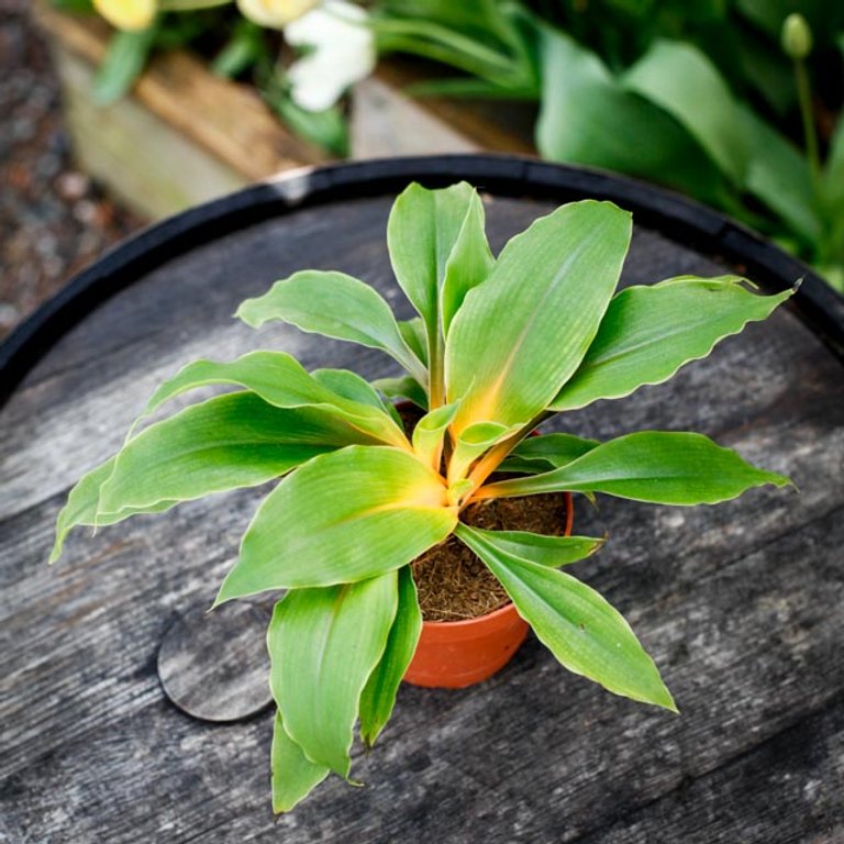 Chlorophytum 'Fire Flash' 12 cm KAMPANJ