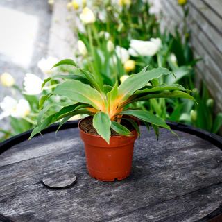 Chlorophytum 'Fire Flash' 12 cm