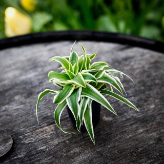 Chlorophytum 'Ocean' - Ampellilja 6 cm