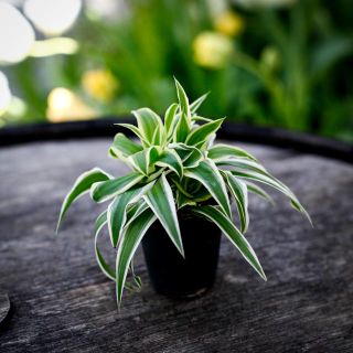 Chlorophytum 'Ocean' - Ampellilja 6 cm