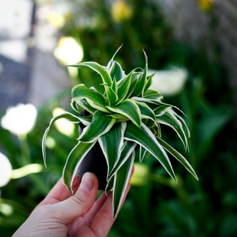 Chlorophytum 'Ocean' - Ampellilja 6 cm