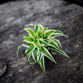 Chlorophytum 'Ocean' - Ampellilja 6 cm
