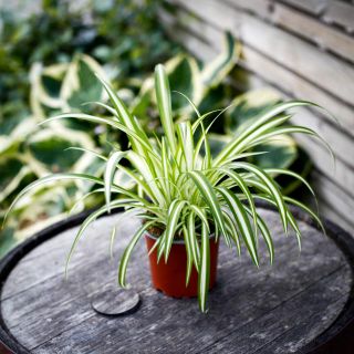 Chlorophytum 'Variegatum' - Ampellilja 12 cm