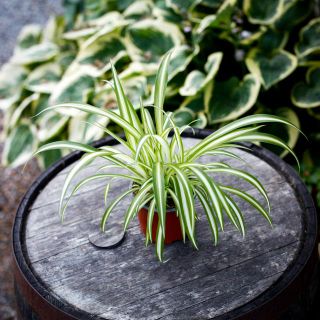 Chlorophytum 'Variegatum' - Ampellilja 12 cm