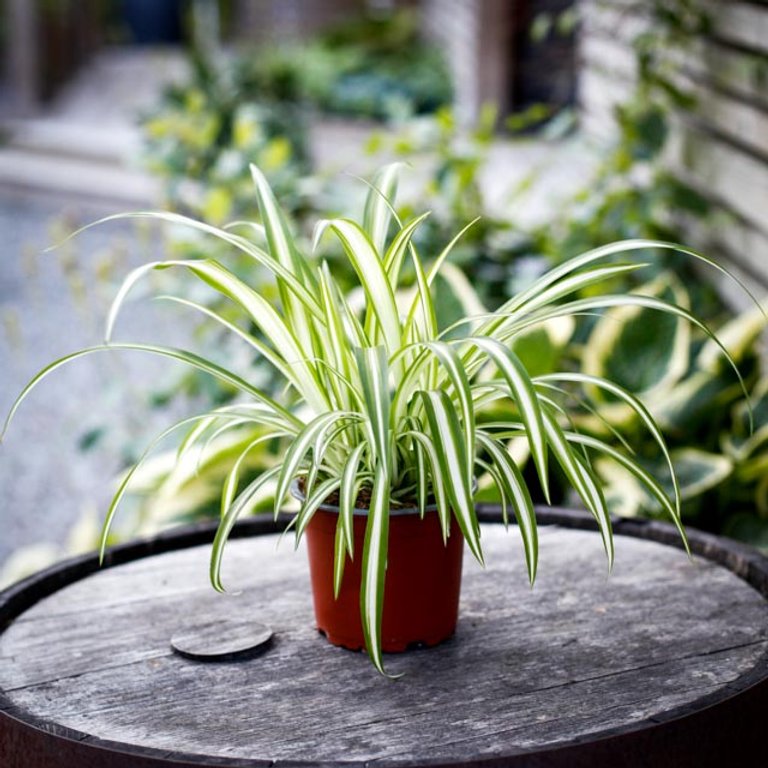Chlorophytum 'Variegatum' - Ampellilja 12 cm