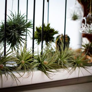 Tillandsia 'Cotton Candy'