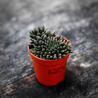 Crassula 'Dark Leaf'