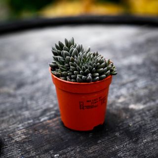 Crassula 'Dark Leaf'