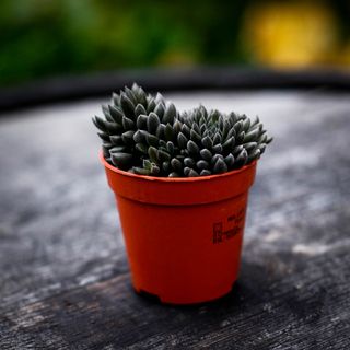 Crassula 'Dark Leaf'